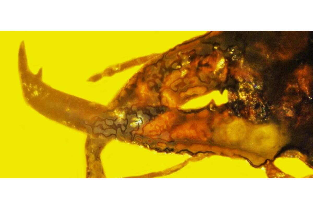 Identificaron un gorgojo de 100 millones de años diferente a cualquier otro gorgojo fosilizado