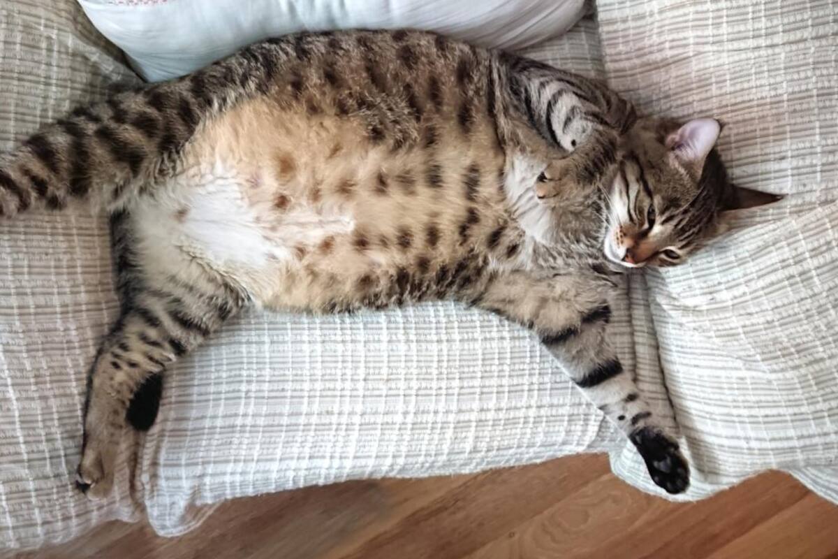 Identifique las características que delatan si su mascota está obesa. FOTO: Istock