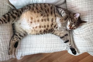 Identifique las características que delatan si su mascota está obesa. FOTO: Istock
