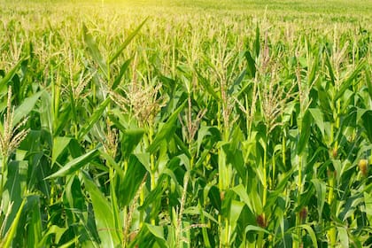 IFC dijo que “proporciona financiación para apoyar a GDM Argentina en el desarrollo de híbridos de maíz más resistentes a la sequía, las plagas y a las condiciones climáticas extremas, para contribuir así a la sostenibilidad del sector agrícola argentino”