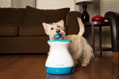 iFetch, para cuando te cansás de tirarle la pelotita a tu perro
