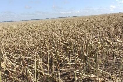 Ignacio Gómez Álzaga tuvo daños del 80% en girasol en la zona de 25 de Mayo/Bolívar