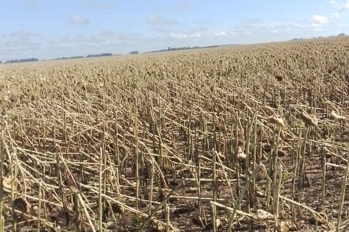 Ignacio Gómez Álzaga tuvo daños del 80% en girasol en la zona de 25 de Mayo/Bolívar