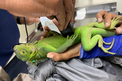Iguana en peligro de extinción prospera en islote del Caribe