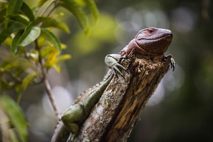 Una iguana se mimetiza con la rama de un árbol