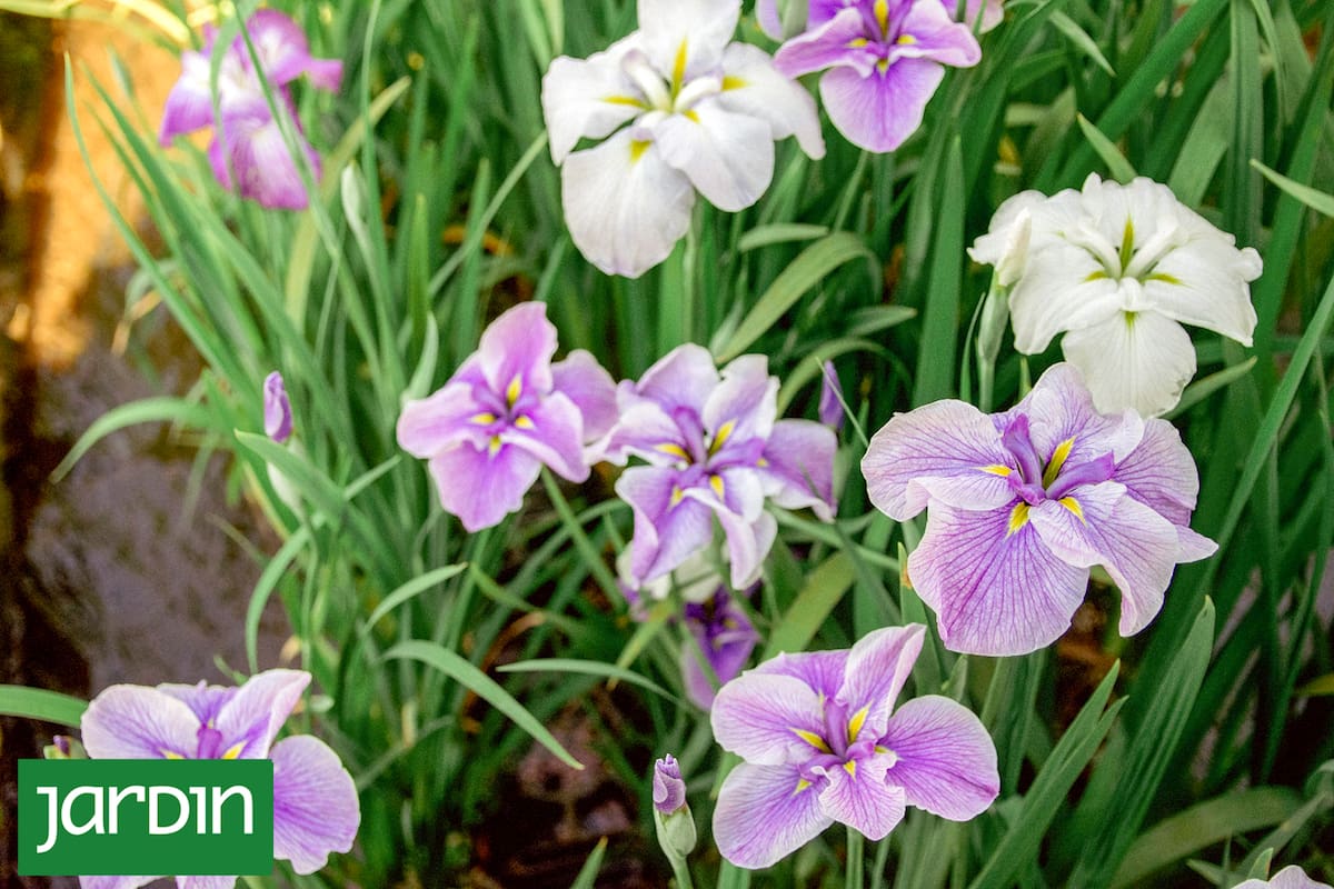 Iluminan cualquier jardín con sus espectaculares flores