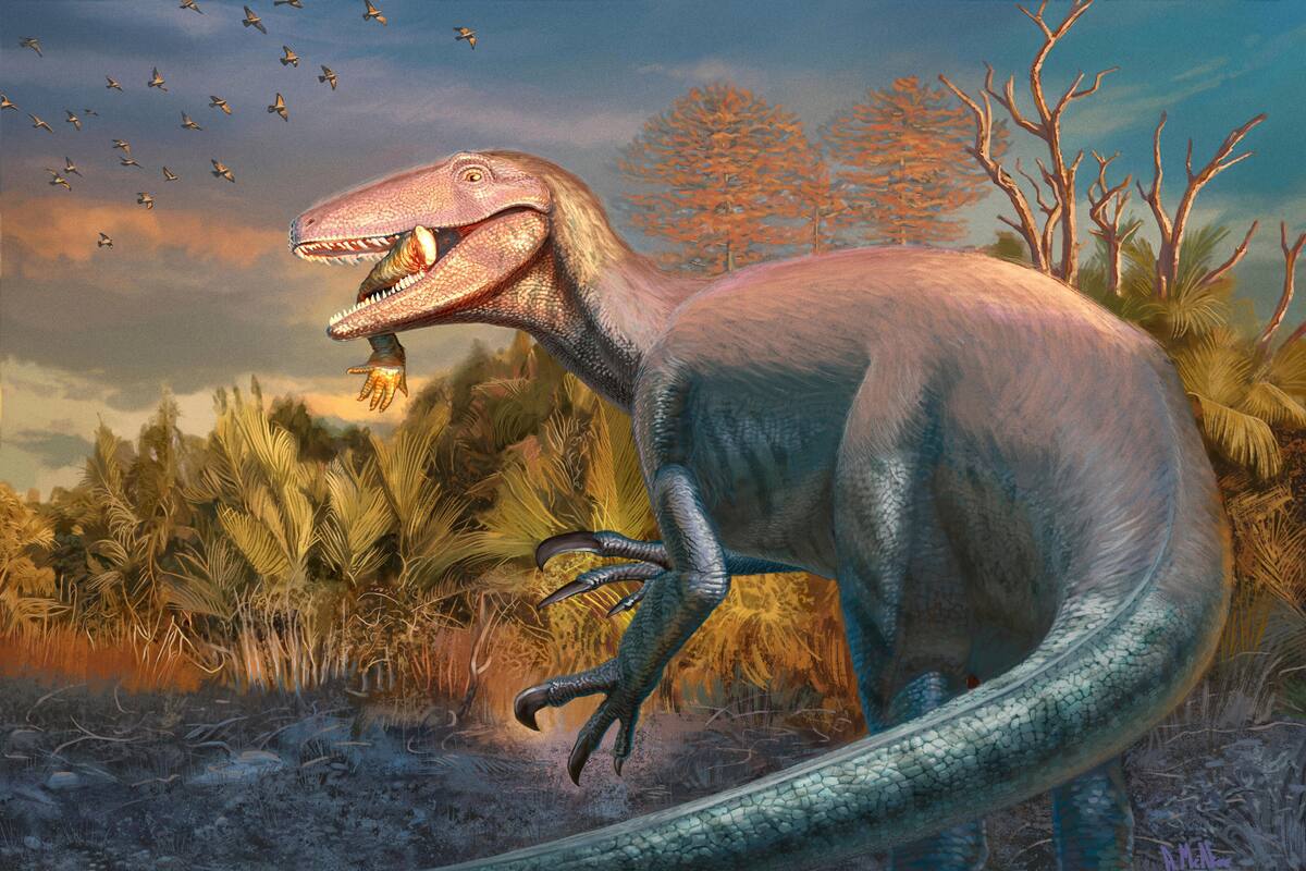 Ilustración artística de un dinosaurio recién descubierto llamado Joaquinraptor casali, con la pata de un antiguo pariente del cocodrilo en el hocico