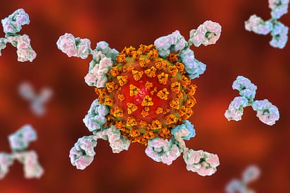 Ilustración conceptual de los anticuerpos que atacan el virus SARS-CoV-2