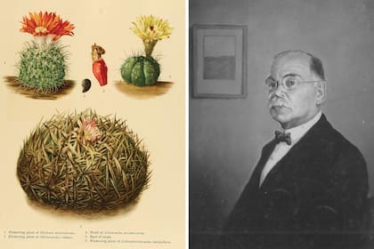 Ilustración de el género Hickenia (izquierda), planta que debe su nombre al botánico argentino Cristóbal Hicken (derecha), aunque solo una especie corresponde a un cactus nativo.