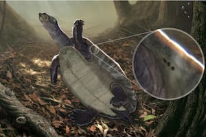 Ilustración de la tortuga Podocnemis tatacoensis (Foto:Juan Giraldo)