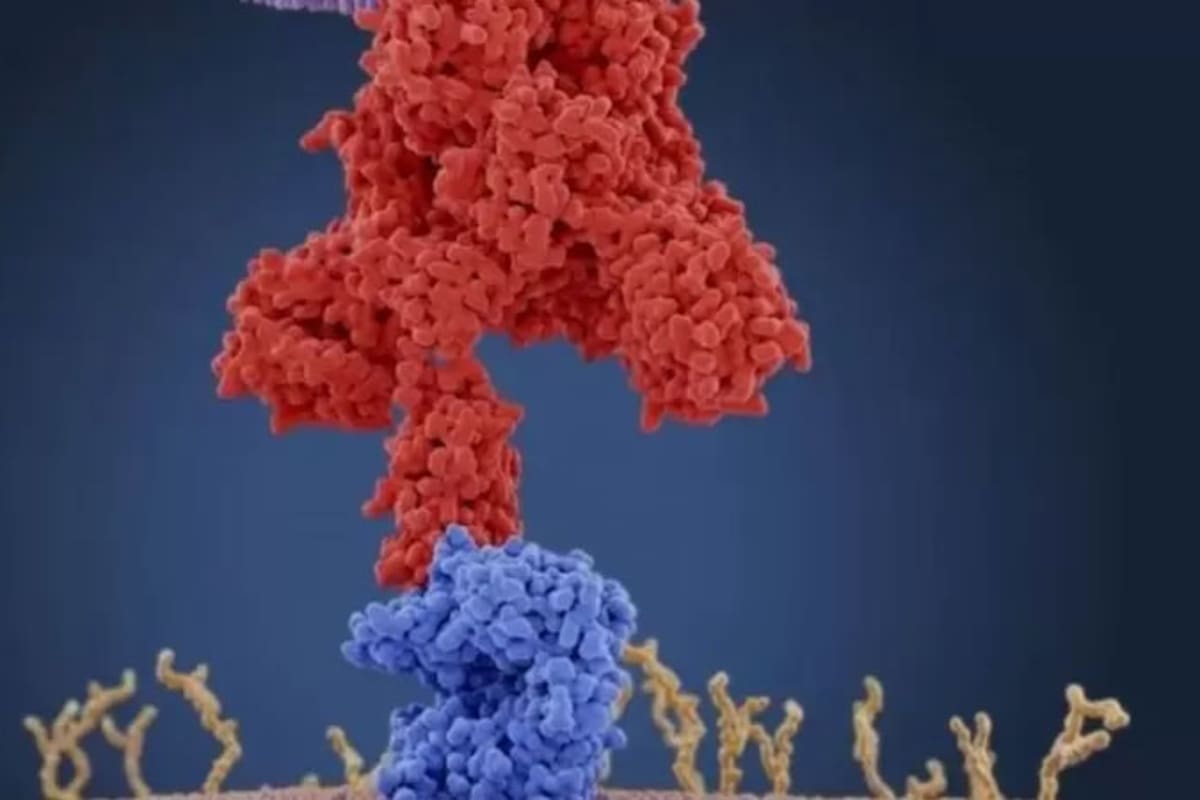 Ilustración de las proteínas de unión al coronavirus (rojas) que se conectan a los receptores en la célula humana diana (azul) — para los coronavirus, estos receptores son del tipo de enzima convertidora de angiotensina 2 (ACE2)