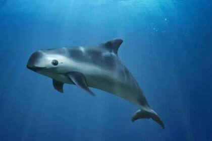 Ilustración de una vaquita en el Alto Golfo de California