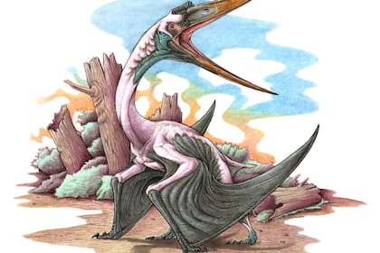 Ilustración del Pterosaurio, que habría medido unos cuatro metros, que fue hallado en Río Negro