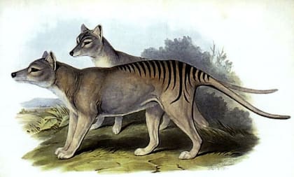 Ilustración del Thylacinus cynocephalus, que fue cazado hasta su extinción por los humanos