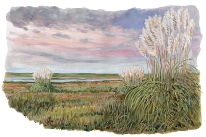 Ilustración para el libro Veo Veo del paisaje de Buenos Aires, lagunas y cortaderas