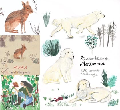 Ilustraciones de Maite Ortiz para Ernesto Catena