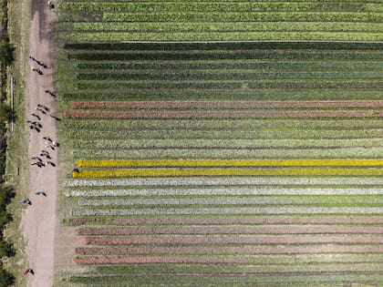 Imagen aérea del campo de tulipanes. En un campo de tres hectáreas tienen alrededor de un millón ochocientos mil bulbos de casi 30 variedades.