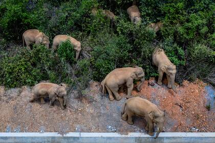Imagen aérea distribuida por la agencia china de noticias Xinhua, en la que aparece una manada de elefantes salvajes avanzando por el condado de E'shan, en la provincia de Yunnan, en el suroeste de China