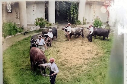 Imagen coloreada del único remate que se realizó en el tattersall de La Marion; arriba a la derecha puede verse parte de la araña que colgaba desde la cúpula (circa 1925)
