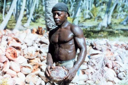 Imagen de archivo de 1960 de un isleño de Chagos recolectando cocos
