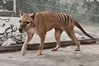 Imagen de Benjamin, el último tigre de Tasmania