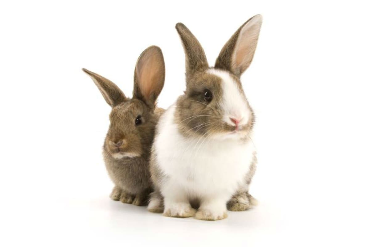 Imagen de la Campaña Cruelty Free International