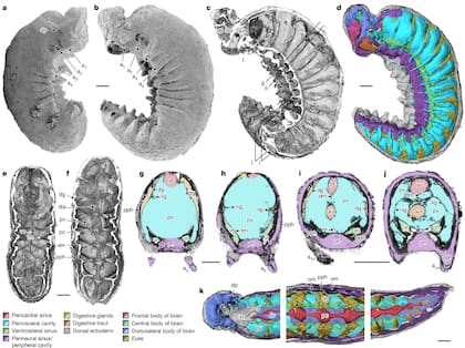 Imagen de la investigación Organ systems of a Cambrian euarthropod larva