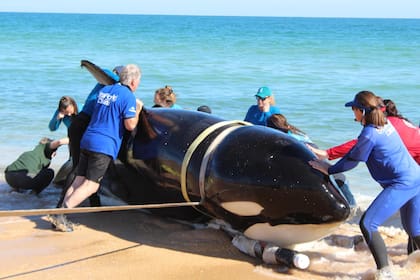 Imagen de la orca mientras personal de Seaworld y de FWC la retiraban de la playa