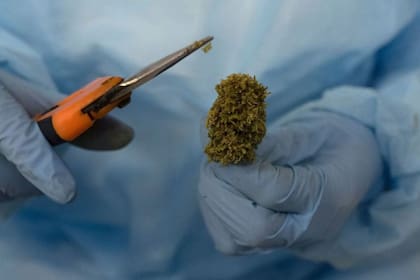 Imagen de la recogida de la cosecha de marihuana en Uruguay.