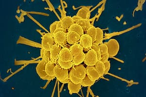 Imagen de las bacterias causantes de la gonorrea, obtenida con un microscopio electrónico
