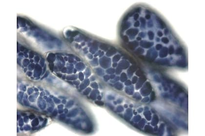 Imagen de microscopía de la harina que lleva este pan