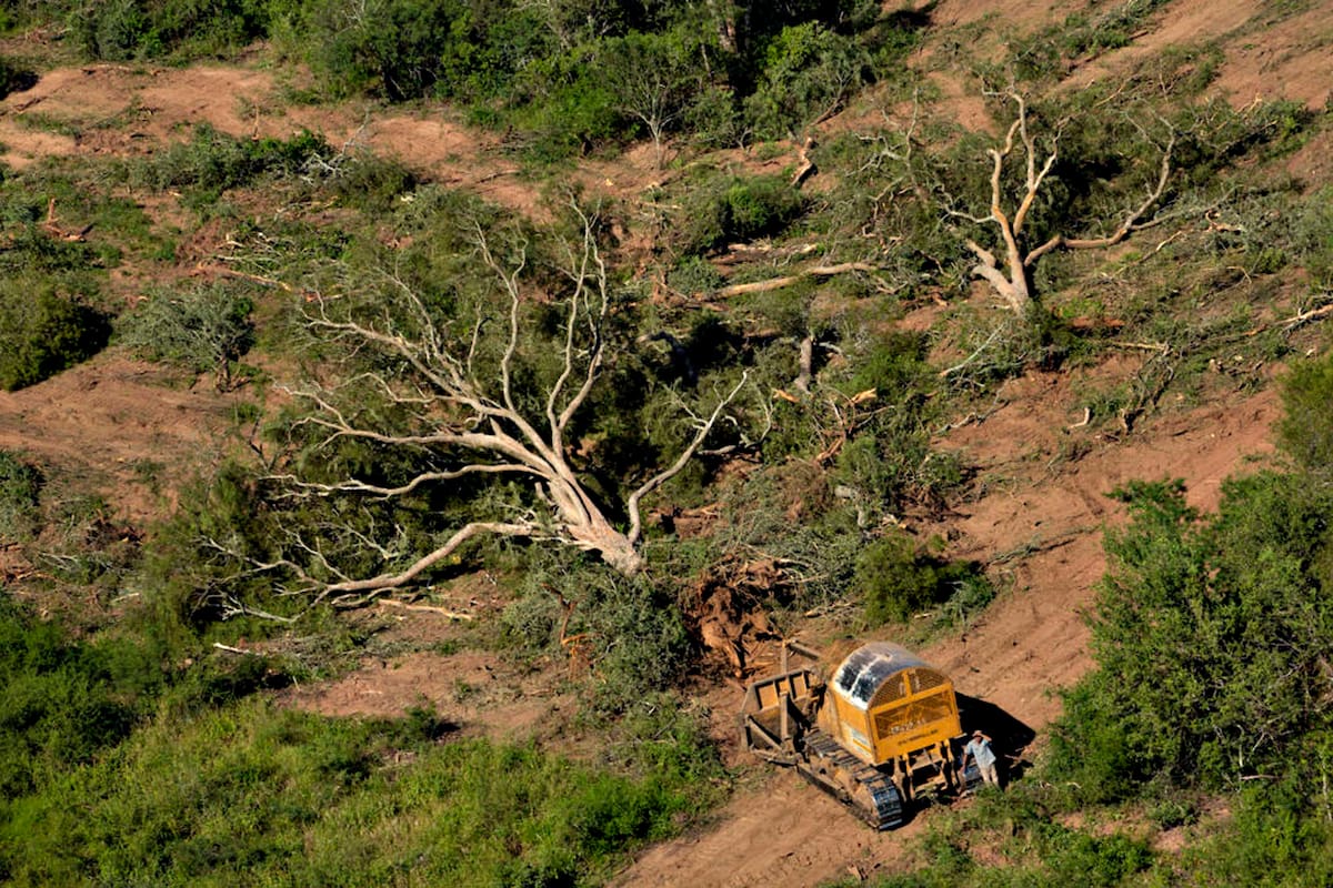 Imagen de un área de bosque nativo desmontada en el Gran Chaco