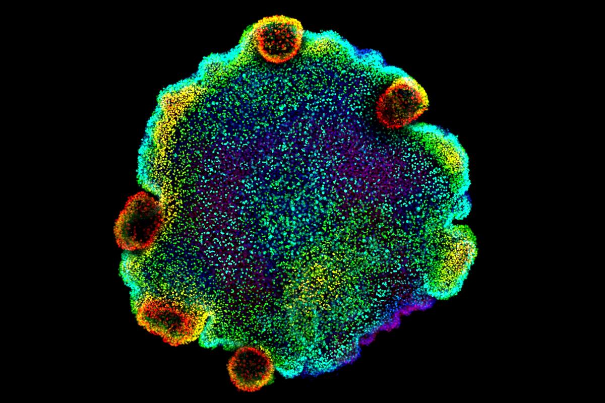 Imagen de un placozoo, obtenida con un microscopio confocal