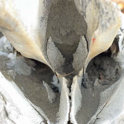 Imagen del cráneo de una ballena gris moderna
