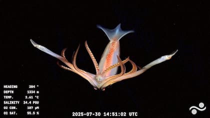 Imagen del video difundido por el Schmidt Ocean Institute, captada por el ROV SuBastian a 1334 metros de profundidad en el Cañón de Mar del Plata, en el Mar Argentino. La transmisión en YouTube del robot, que revela especies nunca vistas en el Atlántico Sur con comentarios en vivo de los científicos, fascina a cientos de miles de argentinos
