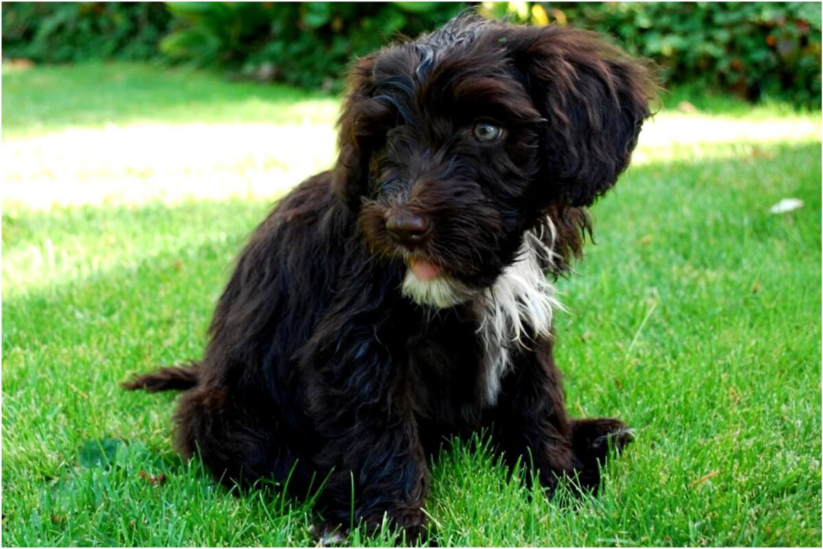 Imagen ilustrativa de un perro de agua portugués (Foto: Captura de video)