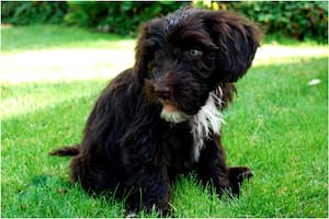 Imagen ilustrativa de un perro de agua portugués (Foto: Captura de video)