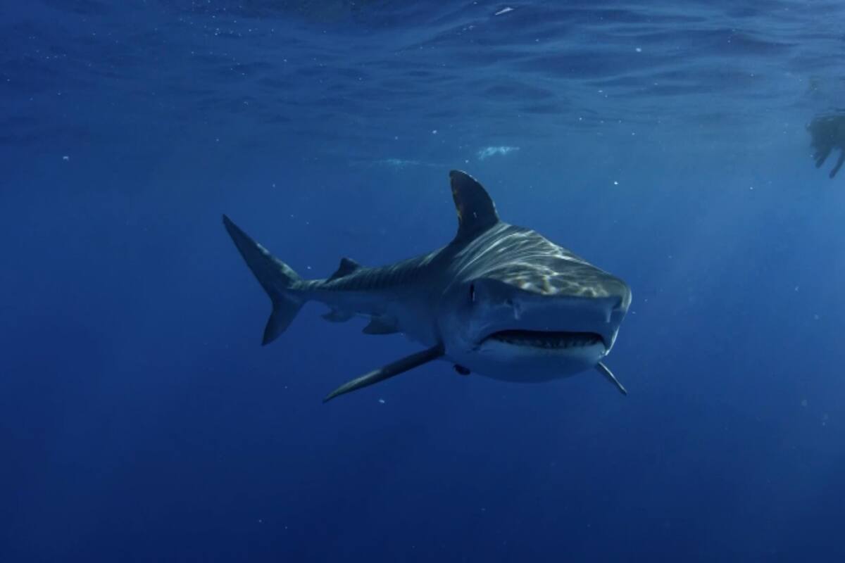 Imagen ilustrativa. El animal sorprendió a los tripulantes de un barco