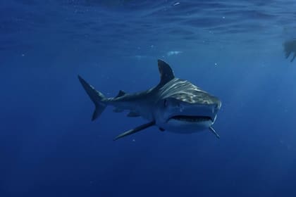 Imagen ilustrativa. El animal sorprendió a los tripulantes de un barco