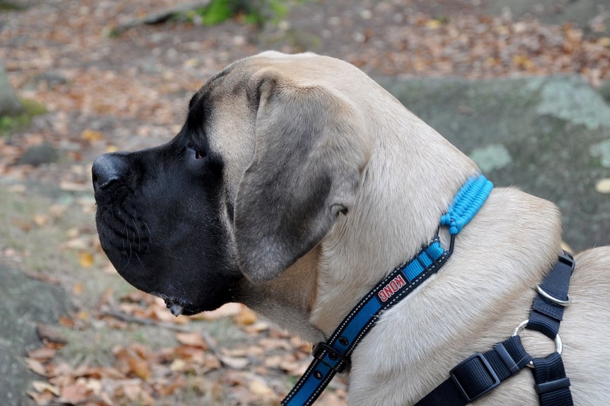 (Imagen ilustrativa). Esta raza presenta un instinto protector