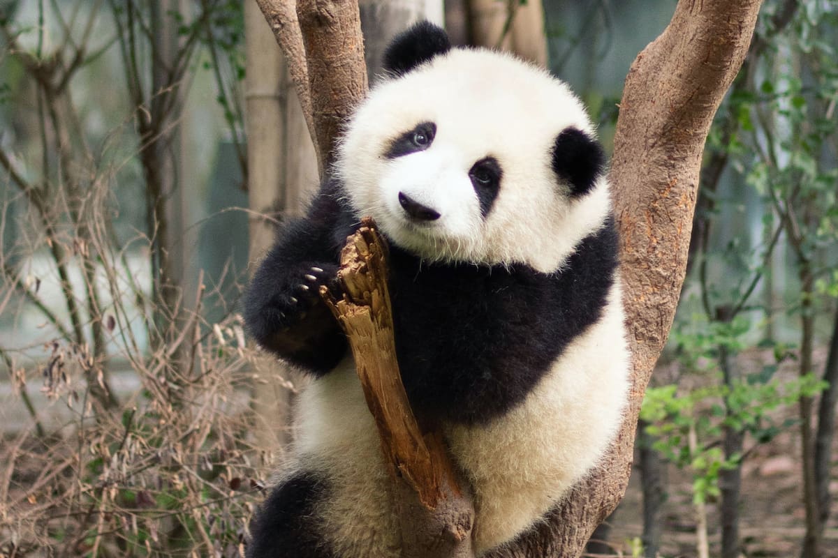 (Imagen ilustrativa). Un grupo de osos panda se viralizó en las redes