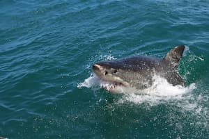 (Imagen ilustrativa). Una joven fue atacada por un tiburón