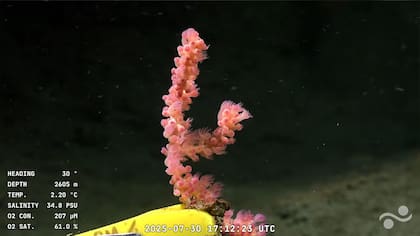 Imagen submarina captada por el vehículo operado remotamente (ROV) SuBastian