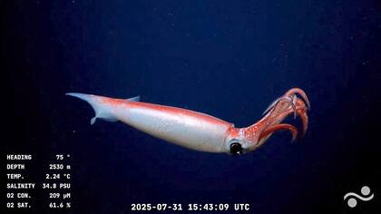 Imagen tomada del video difundido por el Schmidt Ocean Institute, registrado por el ROV SuBastian a 2.530 metros de profundidad en el Cañón de Mar del Plata, en el Mar Argentino. La transmisión en YouTube del robot, que muestra especies inéditas en el Atlántico Sur con comentarios en vivo de los científicos, cautiva a cientos de miles de argentinos. (Foto: Schmidt Ocean Institute / ROV SuBastian / AFP)