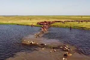 El impactante momento en el que 1200 animales cruzan un río