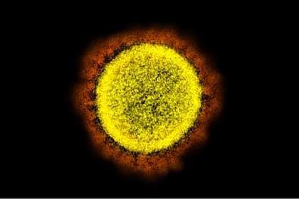 Un grupo de científicos descubrió un nuevo punto débil en el coronavirus
