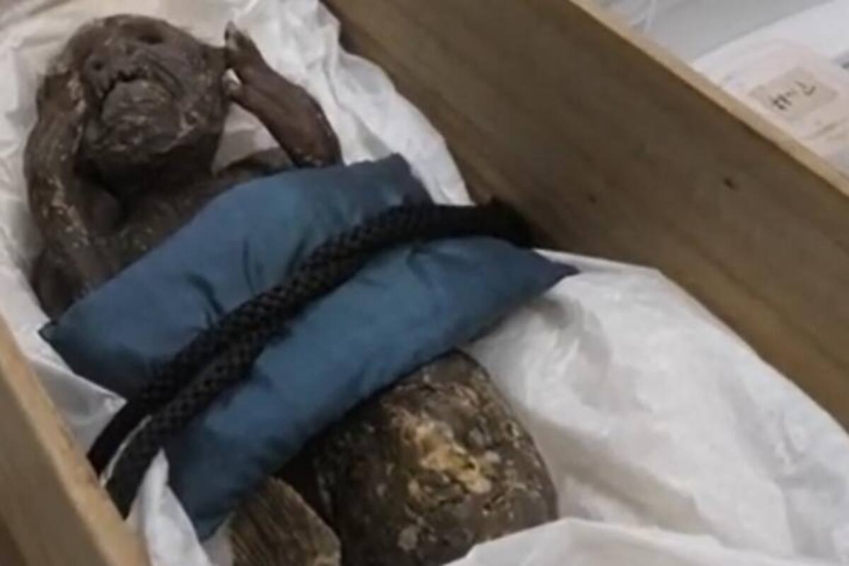 Imágenes del análisis de la presunta momia de sirena hallada en Japón