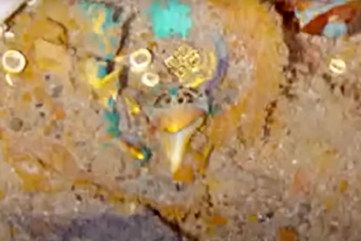 Imágenes del "impresionante" collar con un diente de Megalodón encontrado por la firma Megallan en el Titanic