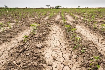Imagenes que reflejan la sequía en los lotes cultivados