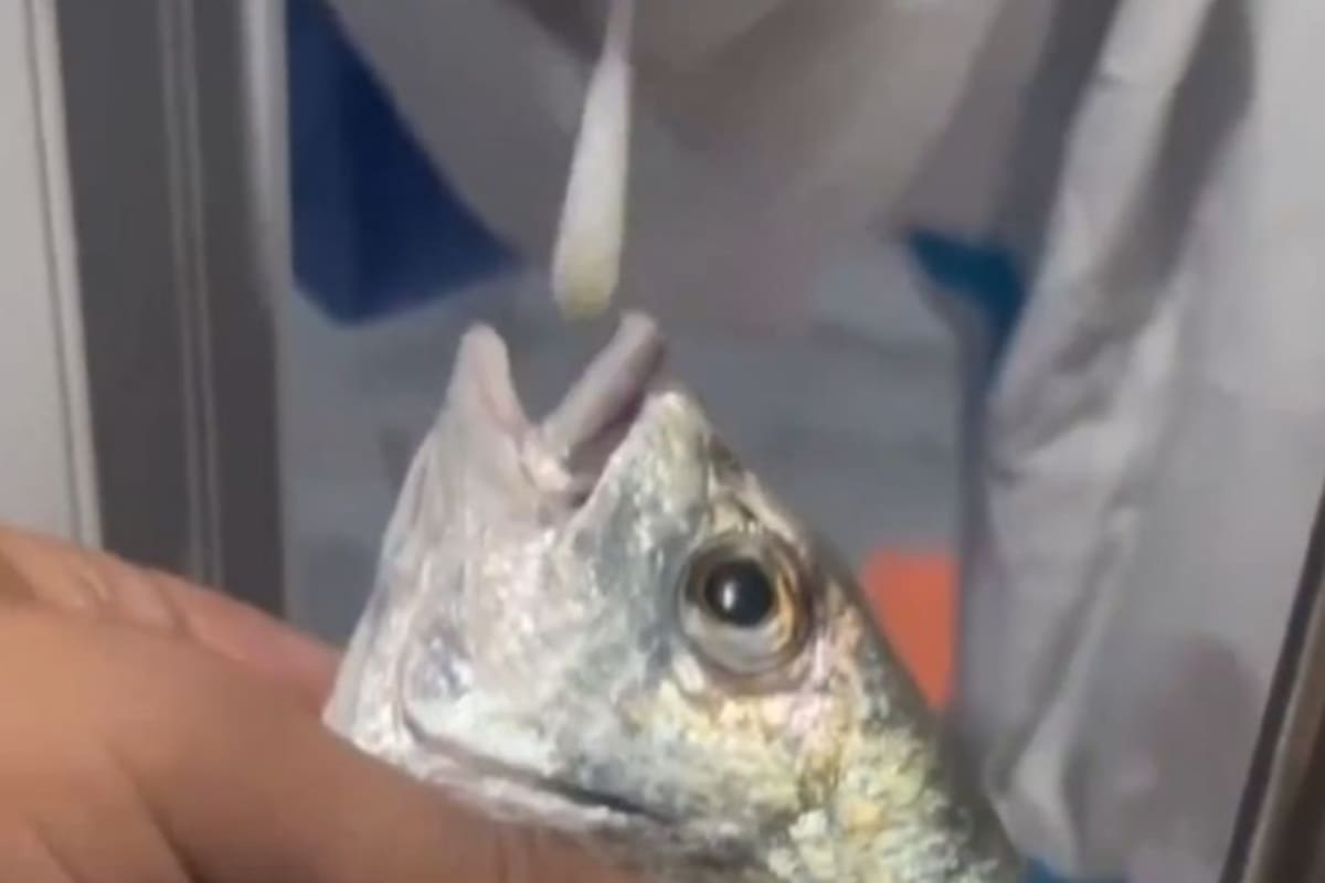 Imágenes se han vuelto virales de peces, cangrejos e hipoótamos siendo testeados en el sur de China